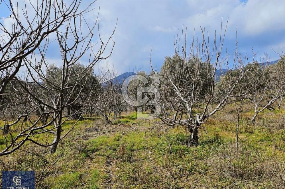 KEMALPAŞA VİŞNELİ KÖYÜNDE ACİL 12.500 m² YATIRIM FIRSATI