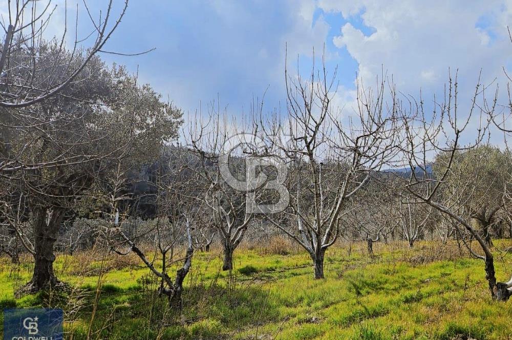 KEMALPAŞA VİŞNELİ KÖYÜNDE ACİL 12.500 m² YATIRIM FIRSATI