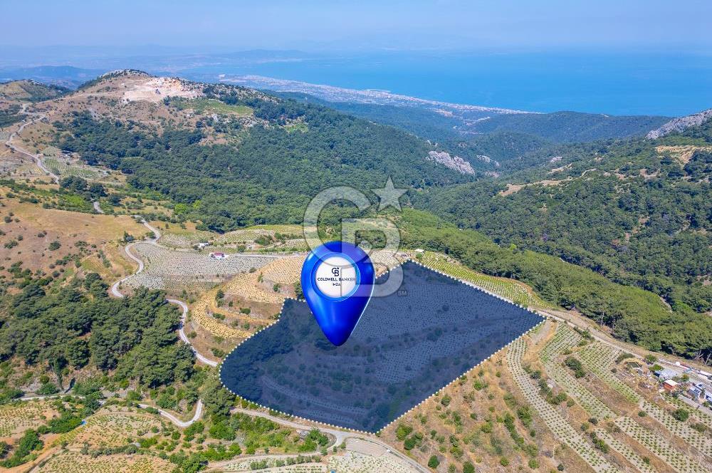  KARABAĞLAR KAVACIK KÖYÜ’NDE 16.225 m² ÜZÜM BAĞI – YATIRIMLIK FIRSAT
