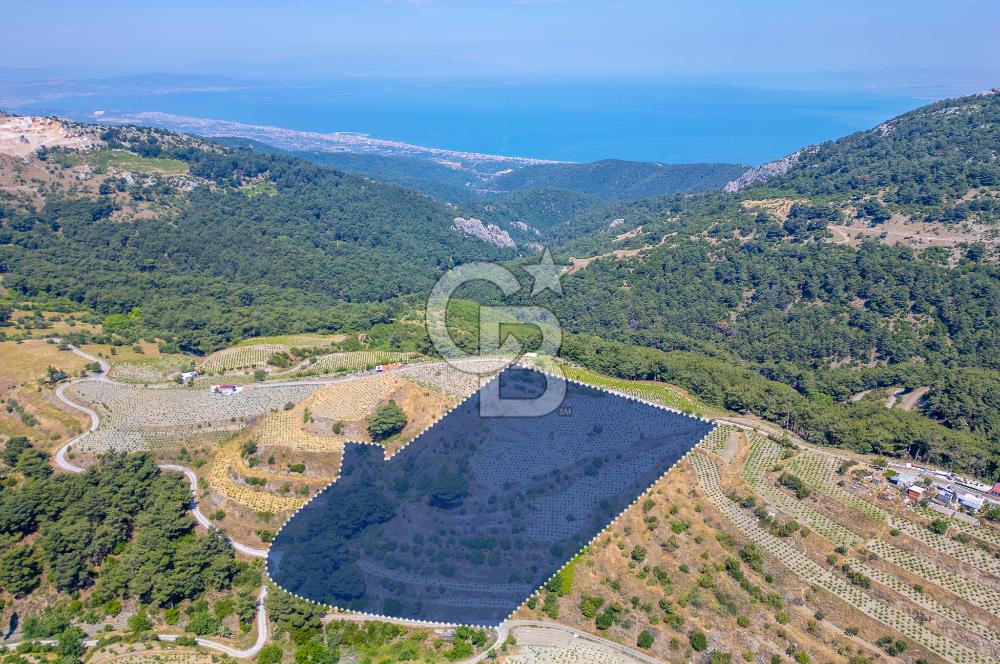  KARABAĞLAR KAVACIK KÖYÜ’NDE 16.225 m² ÜZÜM BAĞI – YATIRIMLIK FIRSAT