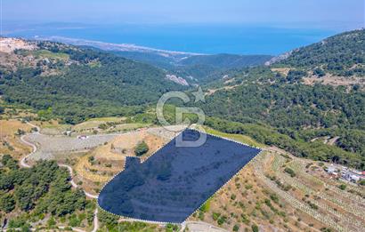  KARABAĞLAR KAVACIK KÖYÜ’NDE 16.225 m² ÜZÜM BAĞI – YATIRIMLIK FIRSAT