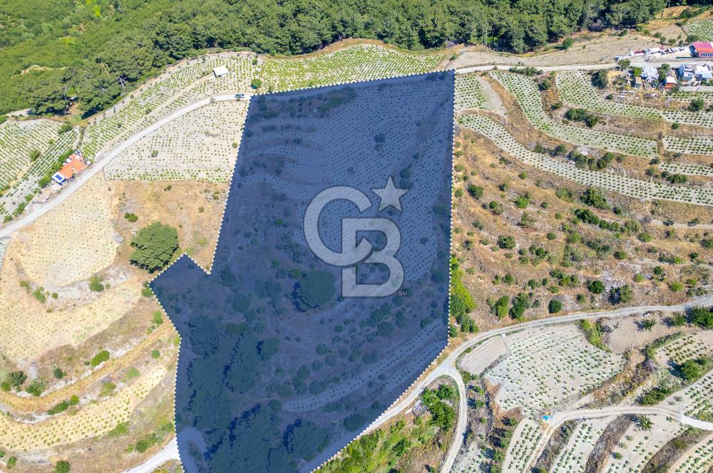  KARABAĞLAR KAVACIK KÖYÜ’NDE 16.225 m² ÜZÜM BAĞI – YATIRIMLIK FIRSAT