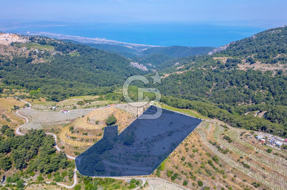  KARABAĞLAR KAVACIK KÖYÜ’NDE 16.225 m² ÜZÜM BAĞI – YATIRIMLIK FIRSAT