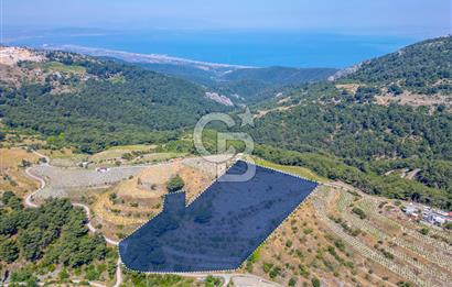  KARABAĞLAR KAVACIK KÖYÜ’NDE 16.225 m² ÜZÜM BAĞI – YATIRIMLIK FIRSAT
