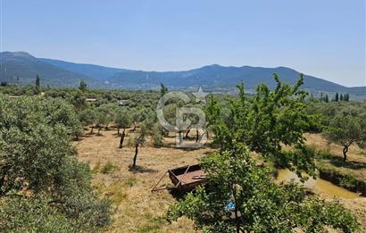 KEMALPAŞA VİŞNELİ SATILIK ÇİFTLİK