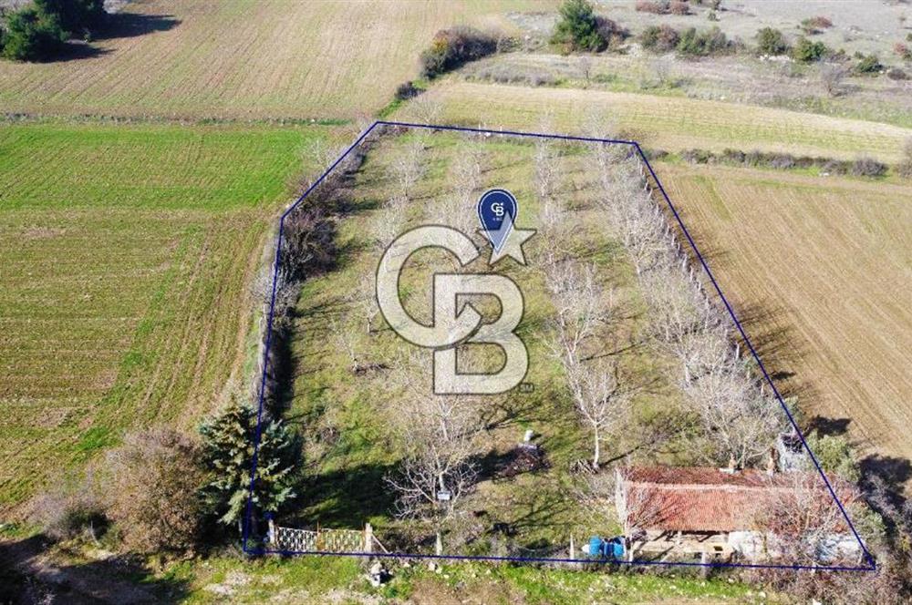 CB KiNG'DEN PAMUKÇU DA MERKEZE 15DK SATILIK CEVİZ BAHÇESİ