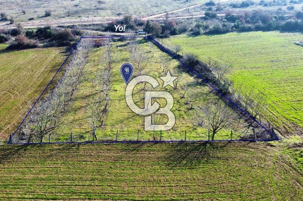 CB KiNG'DEN PAMUKÇU DA MERKEZE 15DK SATILIK CEVİZ BAHÇESİ