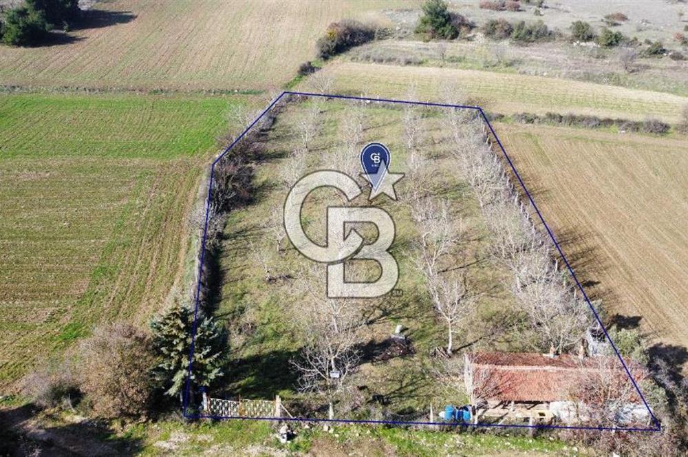CB KiNG'DEN PAMUKÇU DA MERKEZE 15DK SATILIK CEVİZ BAHÇESİ