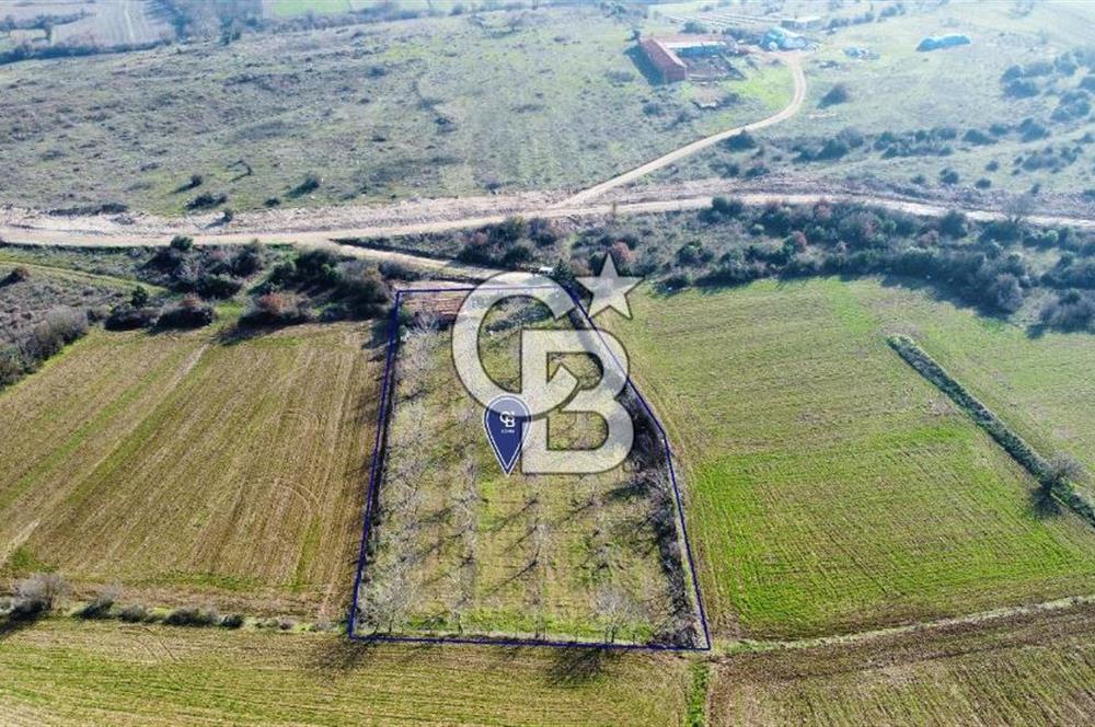 CB KiNG'DEN PAMUKÇU DA MERKEZE 15DK SATILIK CEVİZ BAHÇESİ