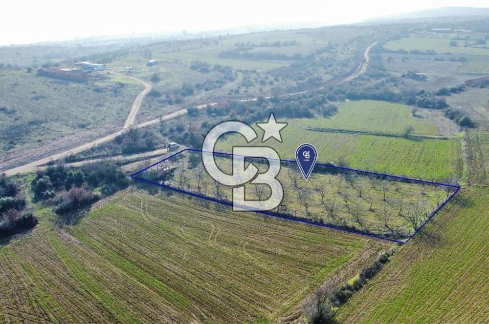 CB KiNG'DEN PAMUKÇU DA MERKEZE 15DK SATILIK CEVİZ BAHÇESİ