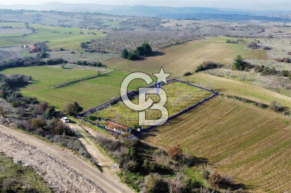 CB KiNG'DEN PAMUKÇU DA MERKEZE 15DK SATILIK CEVİZ BAHÇESİ