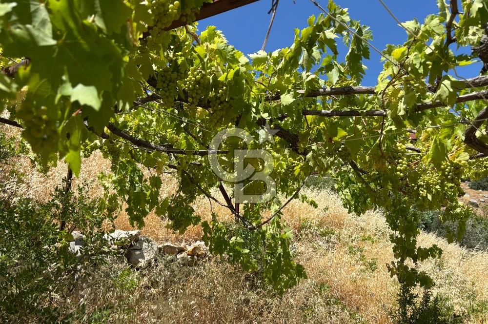 CB'DEN YENİCEKALE'DE TEK TAPU (4.255m2) SATILIK EV VE BAHÇE