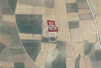CB KiNG DEN KAMÇILI MH. SATILIK 3.974 M2 TARLA