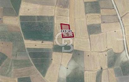 CB KiNG DEN KAMÇILI MH. SATILIK 3.974 M2 TARLA