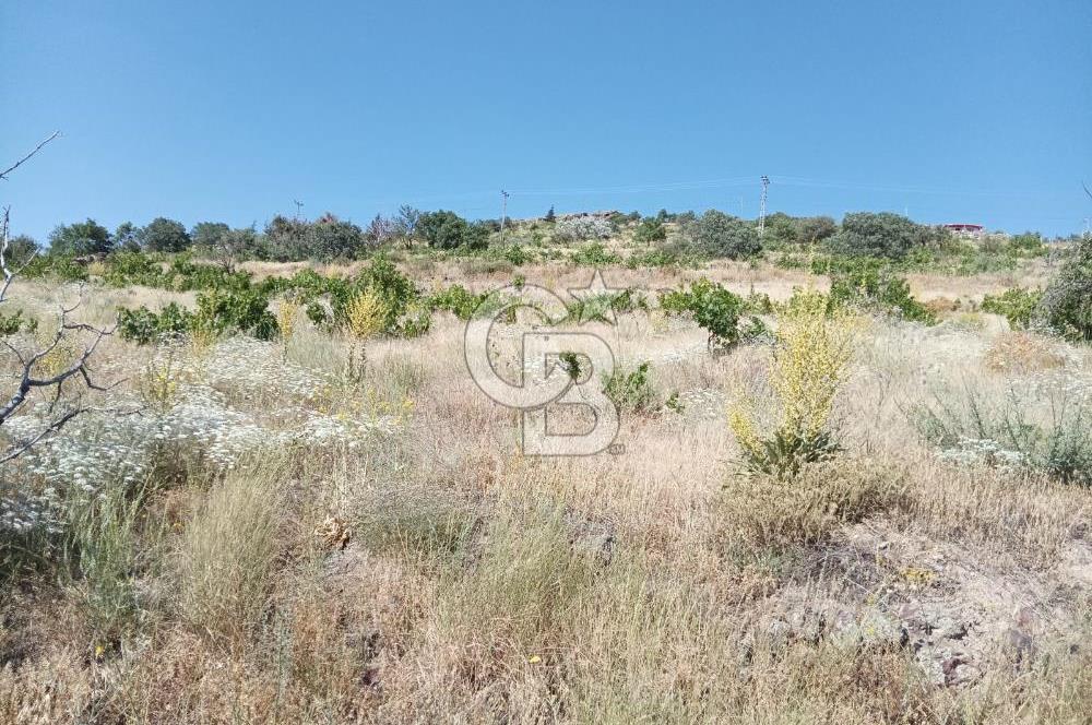 CB ZENİTH / HİSARCIK-BAHÇELİEVLER KIZILTEPE MEVKİİNDE İMARA 150 M. MESAFEDE ERCİYES MANZARALI BAĞ