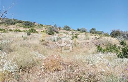 CB ZENİTH / HİSARCIK-BAHÇELİEVLER KIZILTEPE MEVKİİNDE İMARA 150 M. MESAFEDE ERCİYES MANZARALI BAĞ