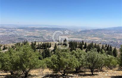 CB'DEN TEK TAPU (2.567m2) KAHRAMANMARAŞ MANZARALI SATILIK BAHÇE