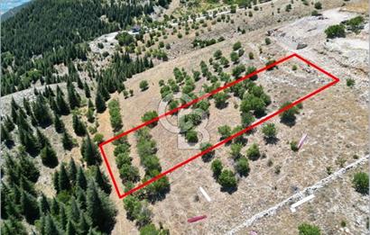 CB'DEN TEK TAPU (2.567m2) KAHRAMANMARAŞ MANZARALI SATILIK BAHÇE
