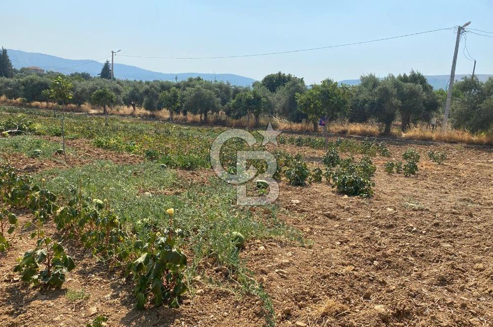 TORBALI ÇAKIRBEYLİ KÖYÜNDE SATILIK TARLA