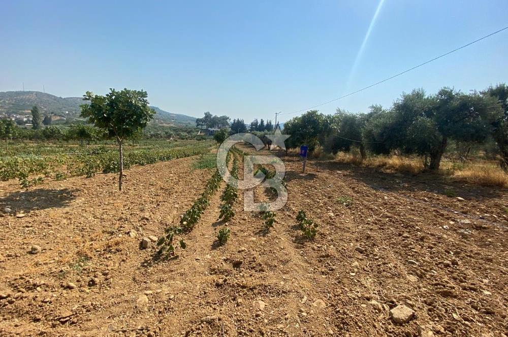 TORBALI ÇAKIRBEYLİ KÖYÜNDE SATILIK TARLA