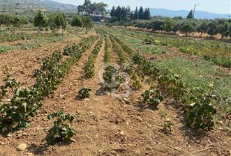 TORBALI ÇAKIRBEYLİ KÖYÜNDE SATILIK TARLA