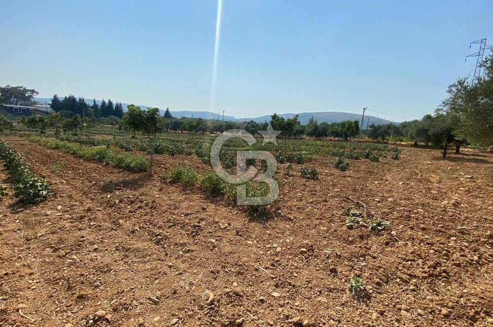 TORBALI ÇAKIRBEYLİ KÖYÜNDE SATILIK TARLA