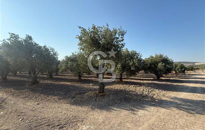 SARUHANLI SARIÇAM'DA DOĞA İLE İÇİÇE VERİMLİ SATILIK ZEYTİNLİK