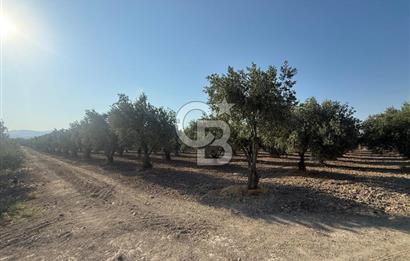 SARUHANLI SARIÇAM'DA DOĞA İLE İÇİÇE VERİMLİ SATILIK ZEYTİNLİK