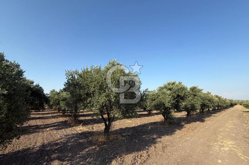 SARUHANLI SARIÇAM'DA DOĞA İLE İÇİÇE VERİMLİ SATILIK ZEYTİNLİK