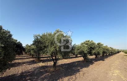 SARUHANLI SARIÇAM'DA DOĞA İLE İÇİÇE VERİMLİ SATILIK ZEYTİNLİK