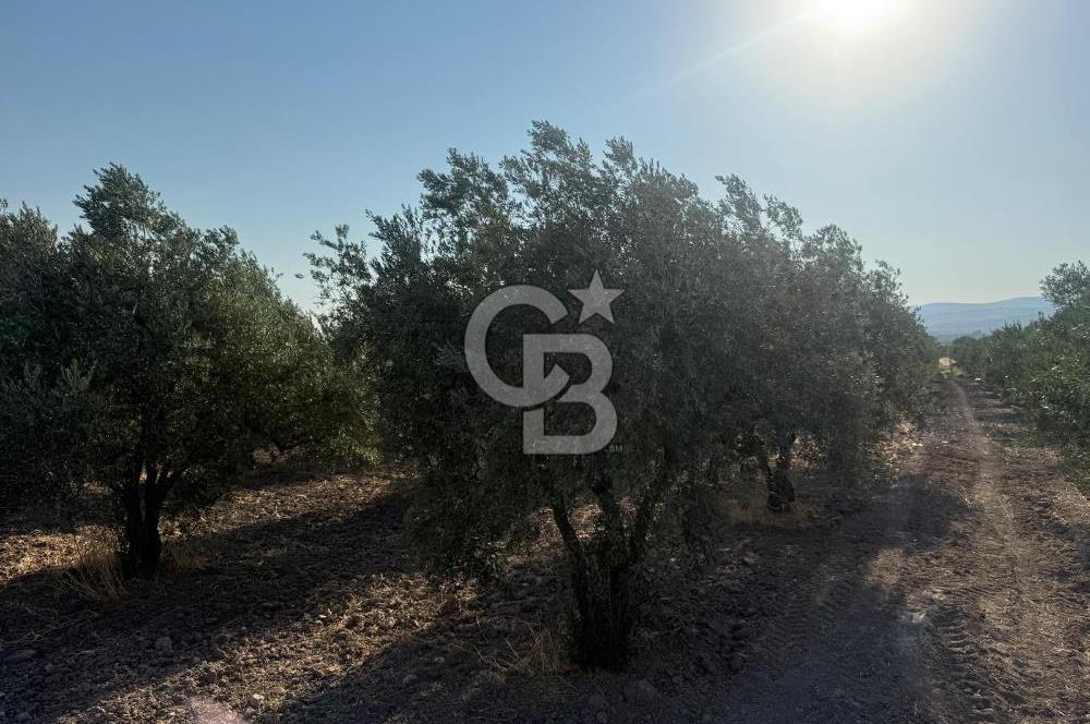 SARUHANLI SARIÇAM'DA DOĞA İLE İÇİÇE VERİMLİ SATILIK ZEYTİNLİK