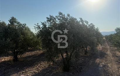 SARUHANLI SARIÇAM'DA DOĞA İLE İÇİÇE VERİMLİ SATILIK ZEYTİNLİK