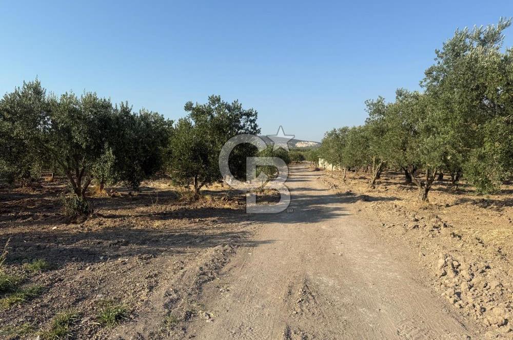SARUHANLI SARIÇAM'DA DOĞA İLE İÇİÇE VERİMLİ SATILIK ZEYTİNLİK
