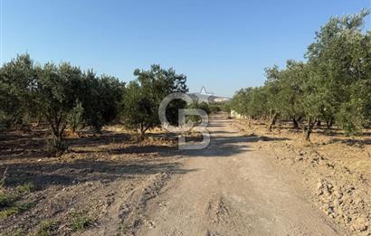 SARUHANLI SARIÇAM'DA DOĞA İLE İÇİÇE VERİMLİ SATILIK ZEYTİNLİK