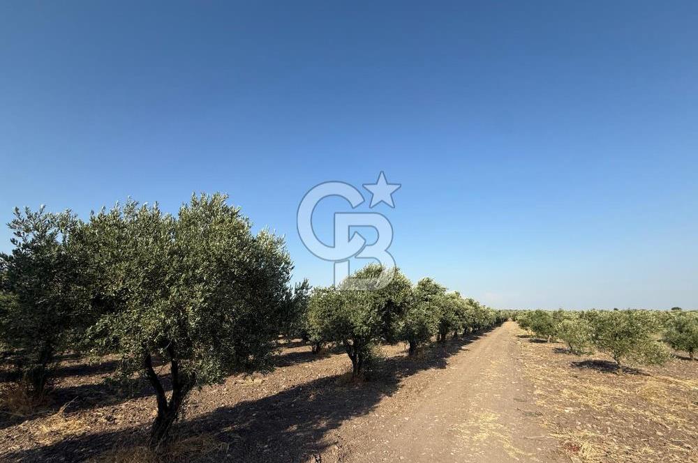 SARUHANLI SARIÇAM'DA DOĞA İLE İÇİÇE VERİMLİ SATILIK ZEYTİNLİK