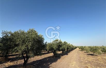 SARUHANLI SARIÇAM'DA DOĞA İLE İÇİÇE VERİMLİ SATILIK ZEYTİNLİK