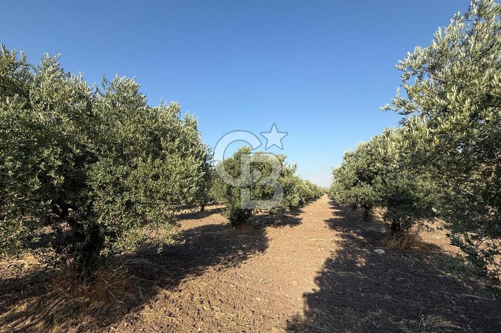 SARUHANLI SARIÇAM'DA DOĞA İLE İÇİÇE VERİMLİ SATILIK ZEYTİNLİK