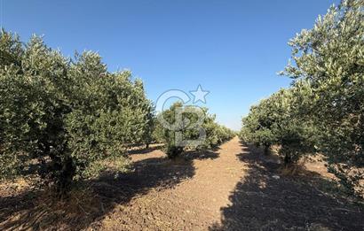 SARUHANLI SARIÇAM'DA DOĞA İLE İÇİÇE VERİMLİ SATILIK ZEYTİNLİK