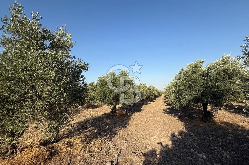 SARUHANLI SARIÇAM'DA DOĞA İLE İÇİÇE VERİMLİ SATILIK ZEYTİNLİK