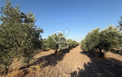 SARUHANLI SARIÇAM'DA DOĞA İLE İÇİÇE VERİMLİ SATILIK ZEYTİNLİK