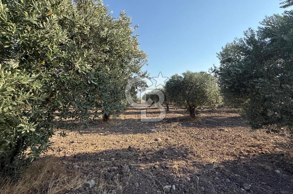 SARUHANLI SARIÇAM'DA DOĞA İLE İÇİÇE VERİMLİ SATILIK ZEYTİNLİK