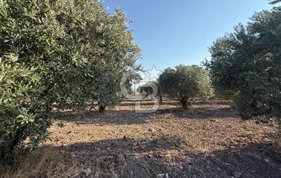 SARUHANLI SARIÇAM'DA DOĞA İLE İÇİÇE VERİMLİ SATILIK ZEYTİNLİK
