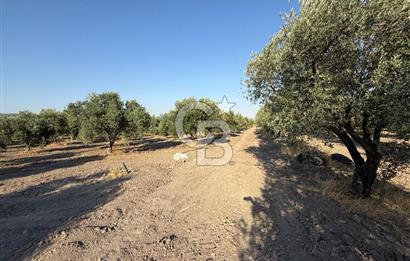 SARUHANLI SARIÇAM'DA DOĞA İLE İÇİÇE VERİMLİ SATILIK ZEYTİNLİK