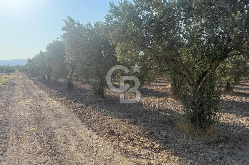 SARUHANLI SARIÇAM'DA DOĞA İLE İÇİÇE VERİMLİ SATILIK ZEYTİNLİK