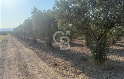 SARUHANLI SARIÇAM'DA DOĞA İLE İÇİÇE VERİMLİ SATILIK ZEYTİNLİK