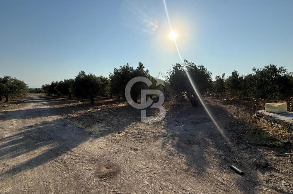 SARUHANLI SARIÇAM'DA DOĞA İLE İÇİÇE VERİMLİ SATILIK ZEYTİNLİK