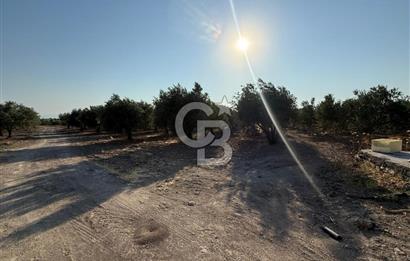 SARUHANLI SARIÇAM'DA DOĞA İLE İÇİÇE VERİMLİ SATILIK ZEYTİNLİK
