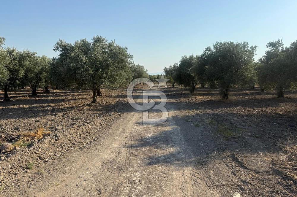 SARUHANLI SARIÇAM'DA DOĞA İLE İÇİÇE VERİMLİ SATILIK ZEYTİNLİK