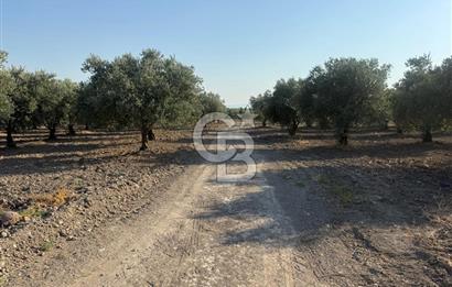 SARUHANLI SARIÇAM'DA DOĞA İLE İÇİÇE VERİMLİ SATILIK ZEYTİNLİK