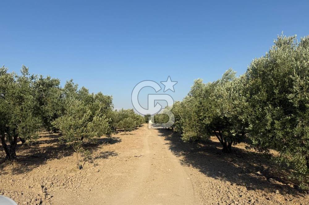 SARUHANLI SARIÇAM'DA DOĞA İLE İÇİÇE VERİMLİ SATILIK ZEYTİNLİK